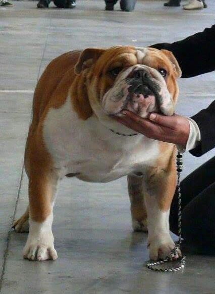 James the gang of bull docker